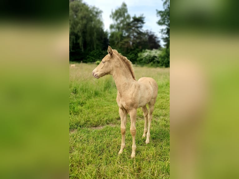 Azteca Hengst Fohlen (05/2026) 158 cm Pearl in Rödinghausen