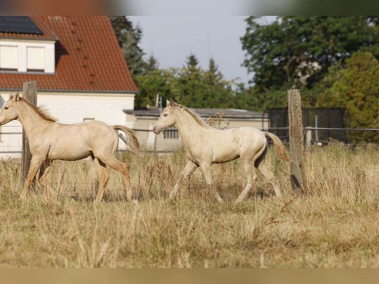 Azteca Hengst Fohlen (05/2026) 158 cm Pearl in Rödinghausen
