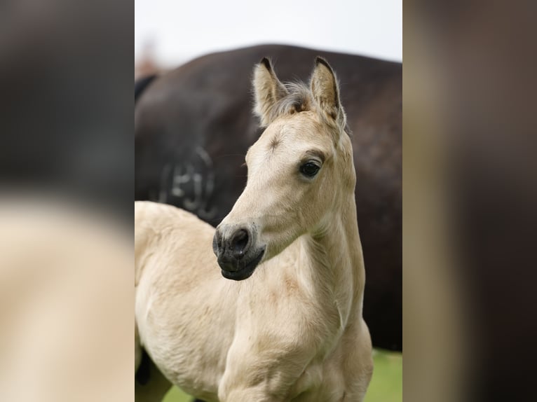 Azteca Hengst Fohlen (05/2024) 160 cm Buckskin in Rödinghausen