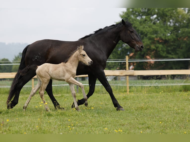 Azteca Hengst Fohlen (05/2024) 160 cm Buckskin in Rödinghausen