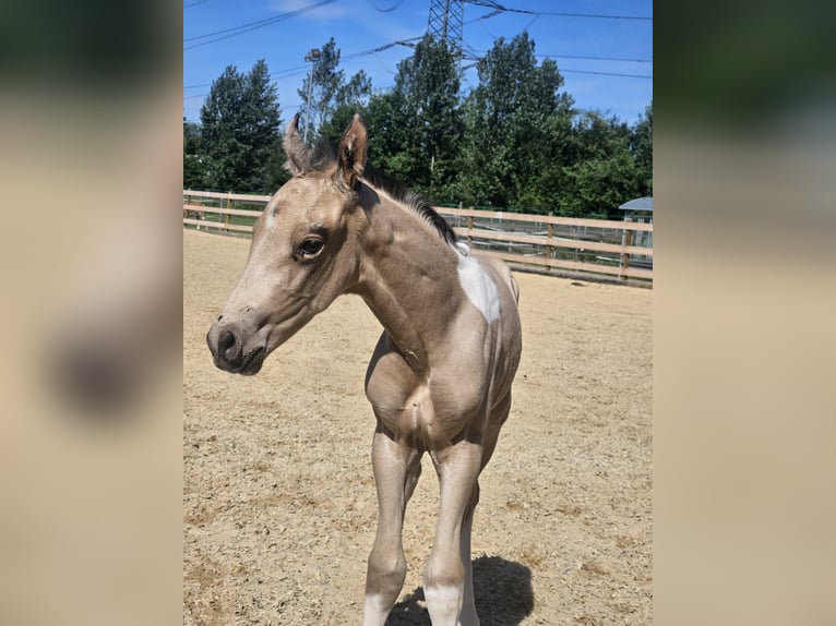 Azteca Hengst Fohlen (07/2026) 160 cm Buckskin in Hohenems