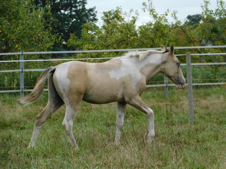 Azteca Hengst Fohlen (02/2024) 160 cm Tobiano-alle-Farben in Unterspreewald