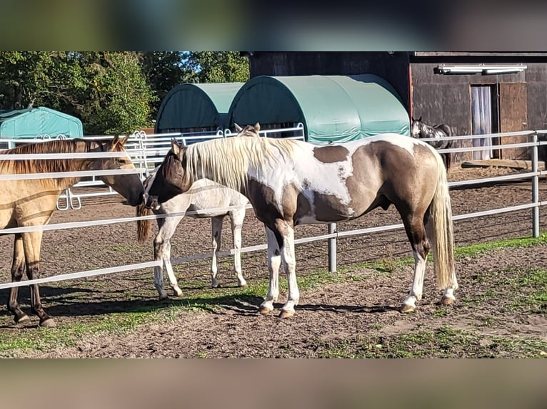 Azteca Hengst Fohlen (02/2024) 160 cm Tobiano-alle-Farben in Unterspreewald