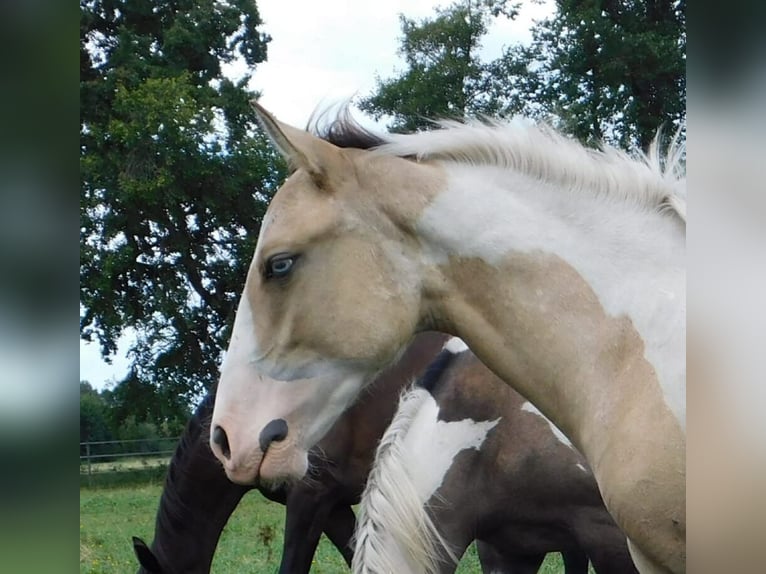 Azteca Hengst Fohlen (02/2024) 160 cm Tobiano-alle-Farben in Unterspreewald