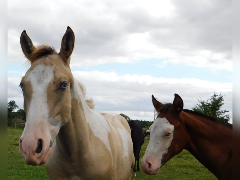 Azteca Hengst Fohlen (02/2024) 160 cm Tobiano-alle-Farben in Unterspreewald