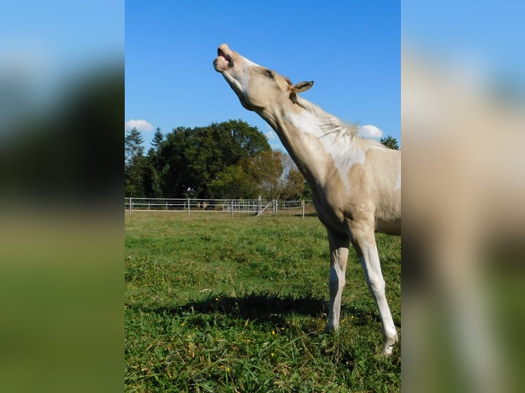 Azteca Hengst Fohlen (02/2024) 160 cm Tobiano-alle-Farben in Unterspreewald