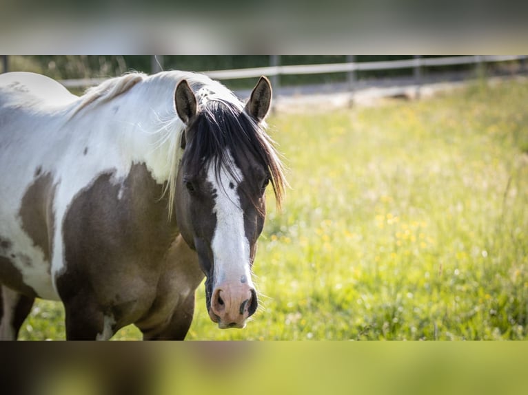 Azteca Hengst Fohlen (02/2024) 160 cm Tobiano-alle-Farben in Unterspreewald