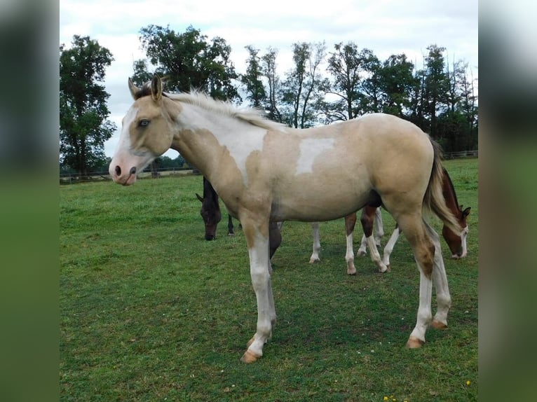 Azteca Hengst Fohlen (02/2024) 160 cm Tobiano-alle-Farben in Unterspreewald