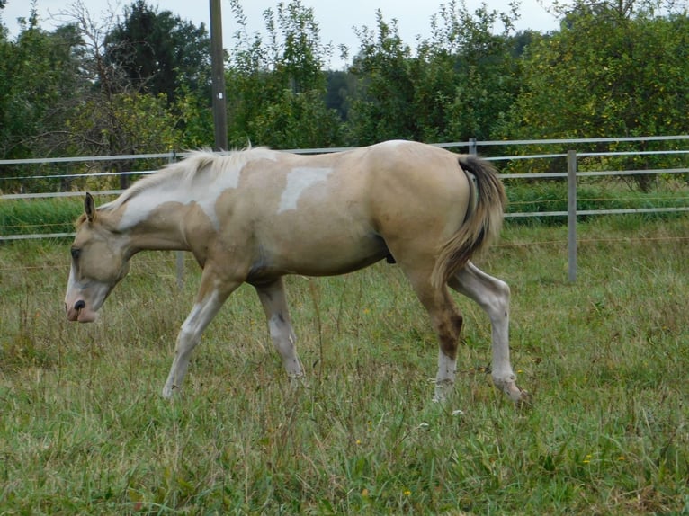 Azteca Hengst Fohlen (02/2024) 160 cm Tobiano-alle-Farben in Unterspreewald