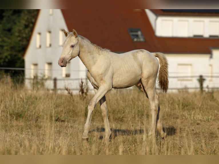 Azteca Hengst Fohlen (05/2026) 165 cm Pearl in Rödinghausen