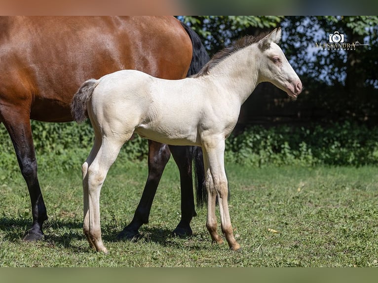 Azteca Hengst Fohlen (06/2026) Champagne in Taufkirchen (Vils)