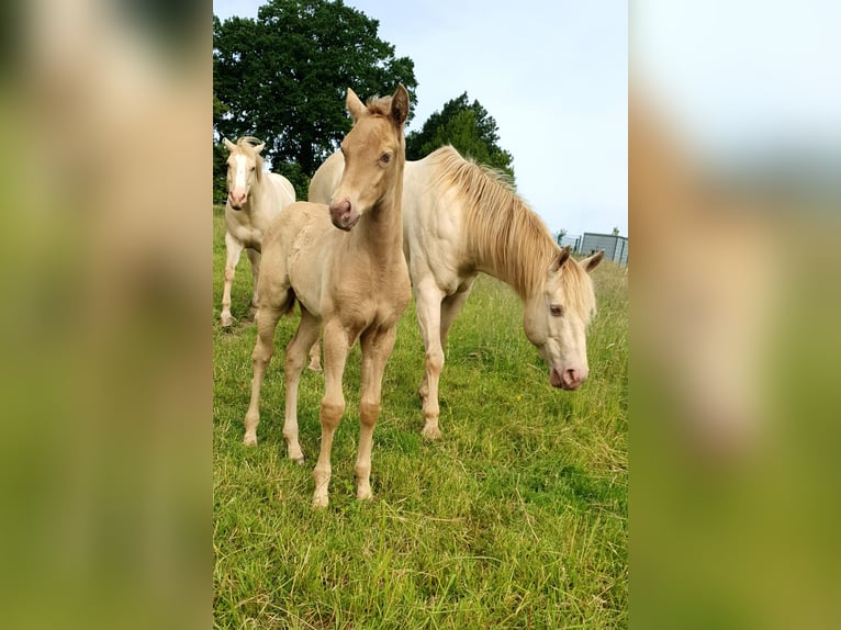 Azteca Hengst Fohlen (05/2026) Pearl in Rödinghausen