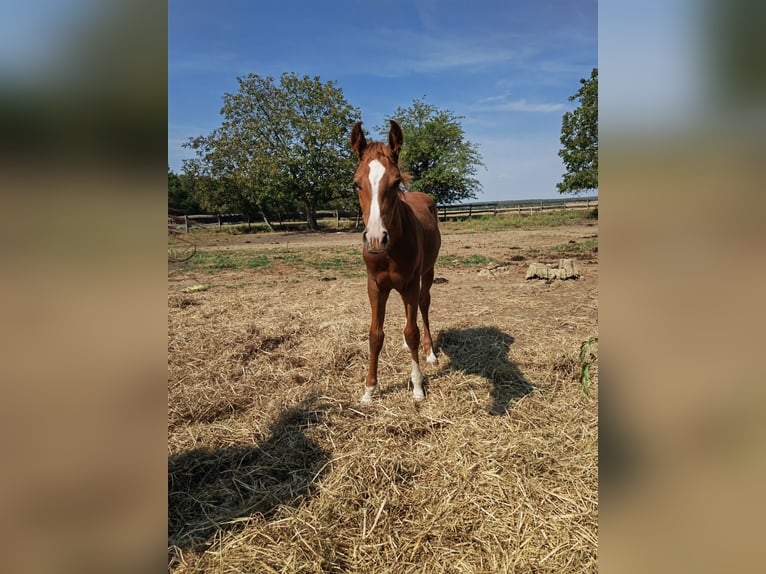 Azteca Mix Hengst veulen (05/2024) 150 cm Vos in Lutzmannsburg