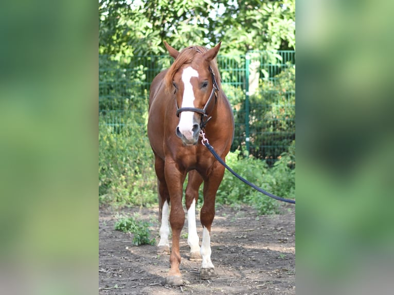 Azteca Mix Hengst veulen (05/2024) 150 cm Vos in Lutzmannsburg