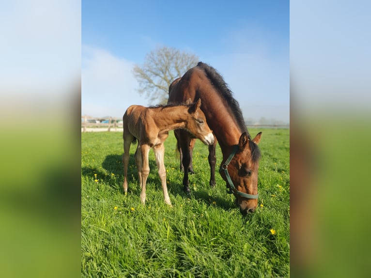 Azteca Hengst  155 cm Bruin in Rödinghausen