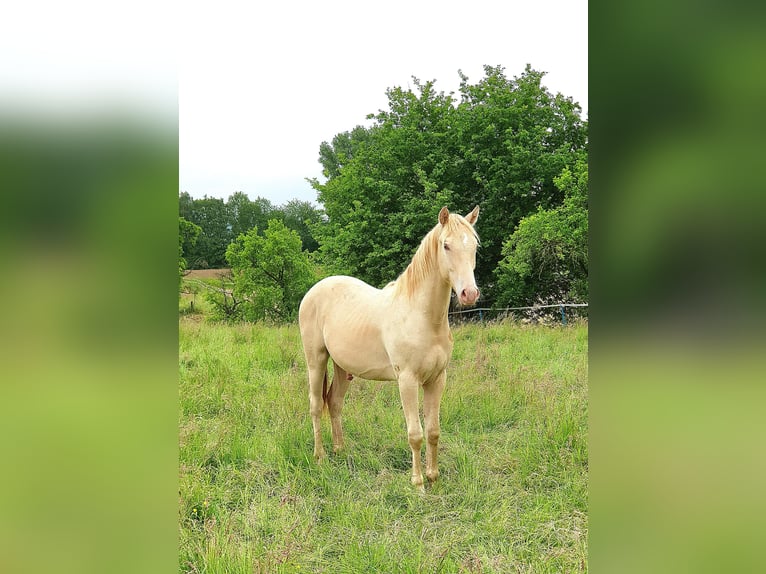 Azteca Hengst  155 cm Bruin in Rödinghausen
