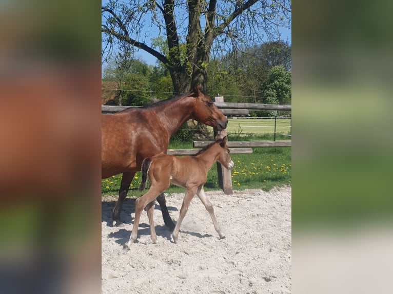 Azteca Hengst  155 cm Bruin in Rödinghausen