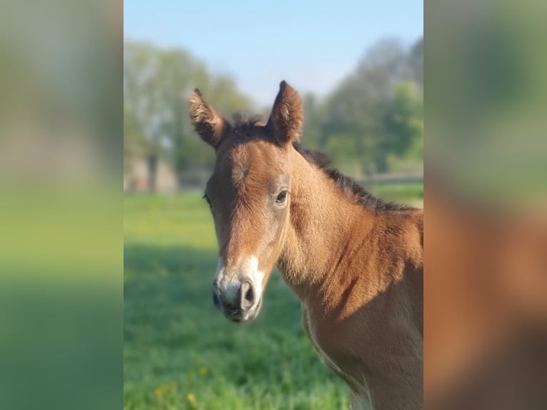 Azteca Hengst  155 cm Bruin in Rödinghausen