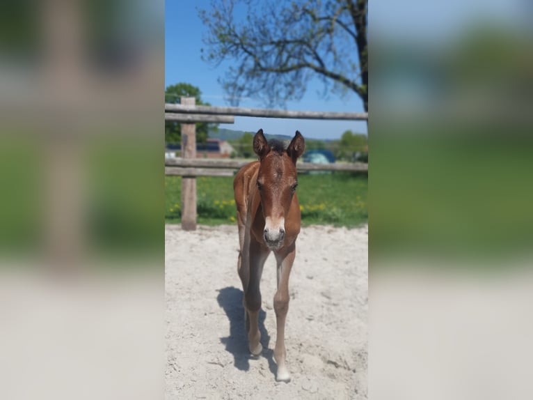 Azteca Hengst  155 cm Bruin in Rödinghausen