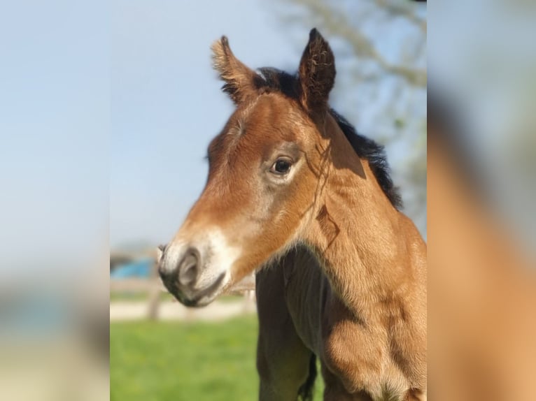 Azteca Hengst  155 cm Bruin in Rödinghausen