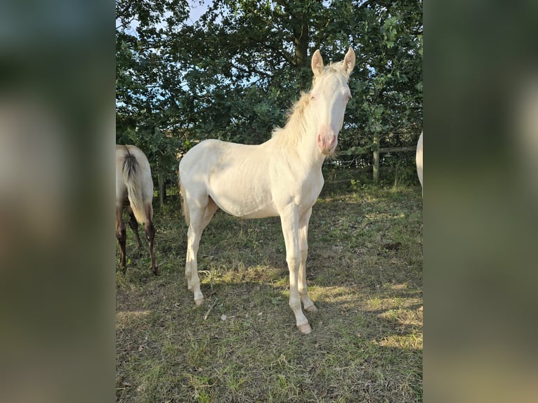 Azteca Hengst Veulen (05/2026) 157 cm Pearl in Rödinghausen
