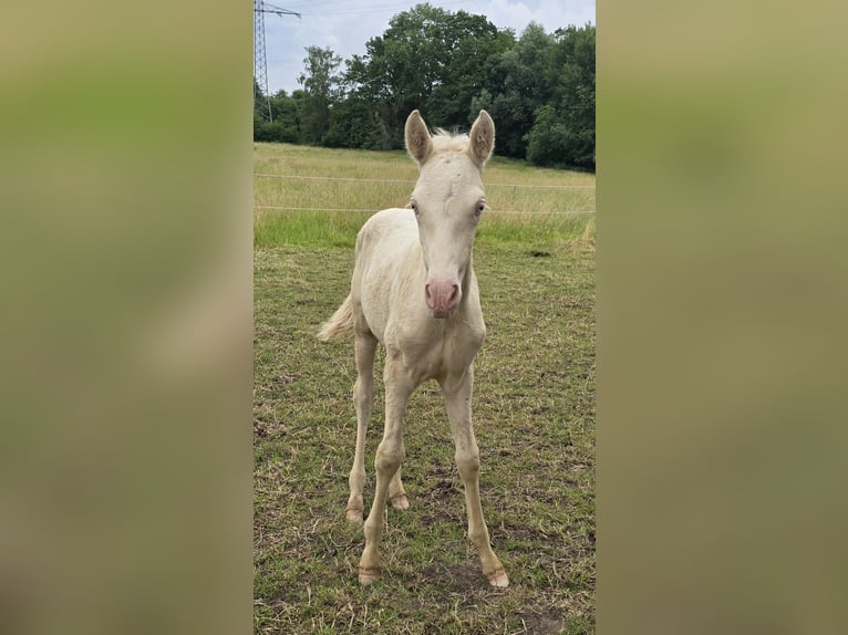 Azteca Hengst Veulen (05/2026) 157 cm Pearl in Rödinghausen