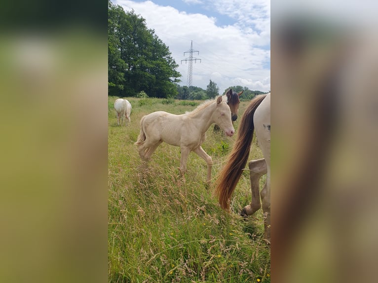 Azteca Hengst Veulen (05/2026) 157 cm Pearl in Rödinghausen
