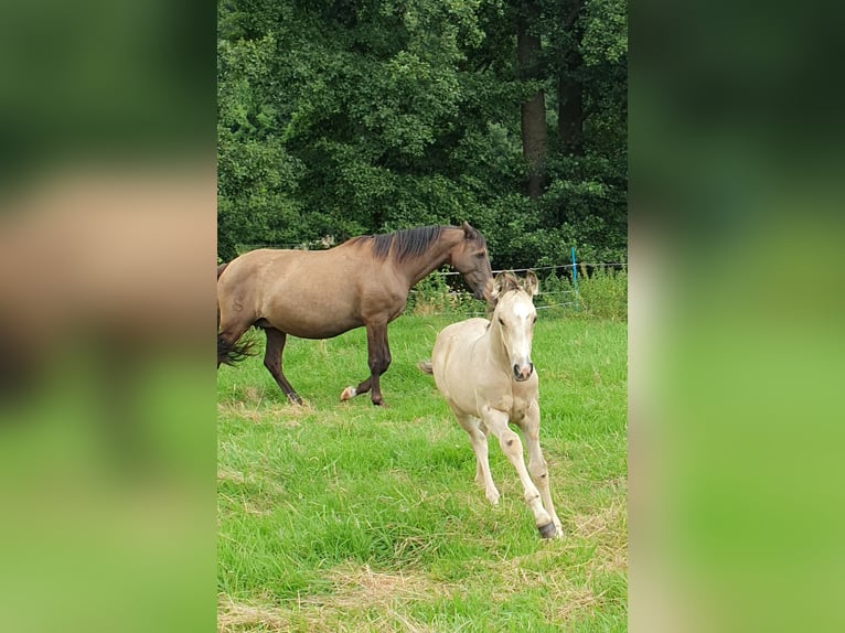 Azteca Hengst veulen (05/2024) 158 cm Buckskin in Bünde