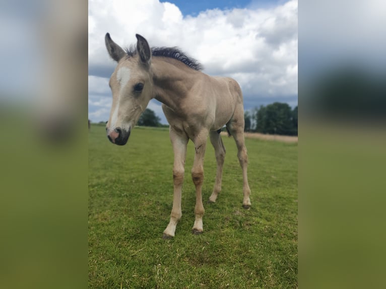 Azteca Hengst veulen (05/2024) 158 cm Buckskin in Bünde