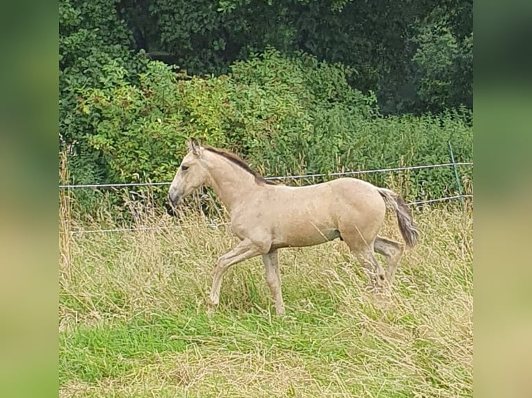 Azteca Hengst veulen (05/2024) 158 cm Buckskin in Bünde