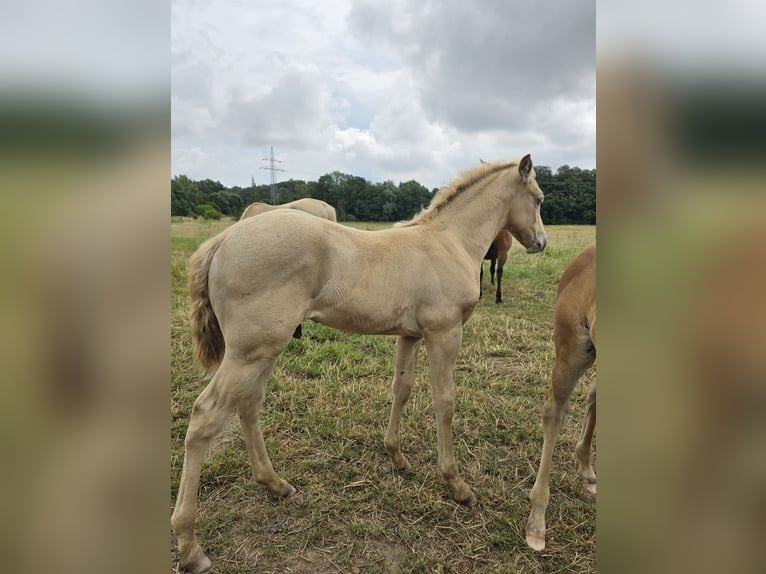 Azteca Hengst Veulen (05/2026) 158 cm Pearl in Rödinghausen