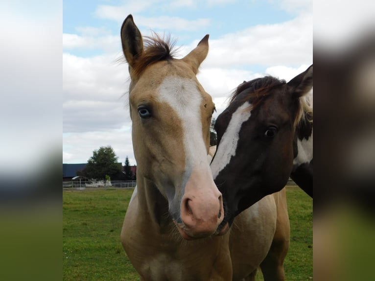 Azteca Hengst veulen (02/2024) 160 cm Tobiano-alle-kleuren in Unterspreewald