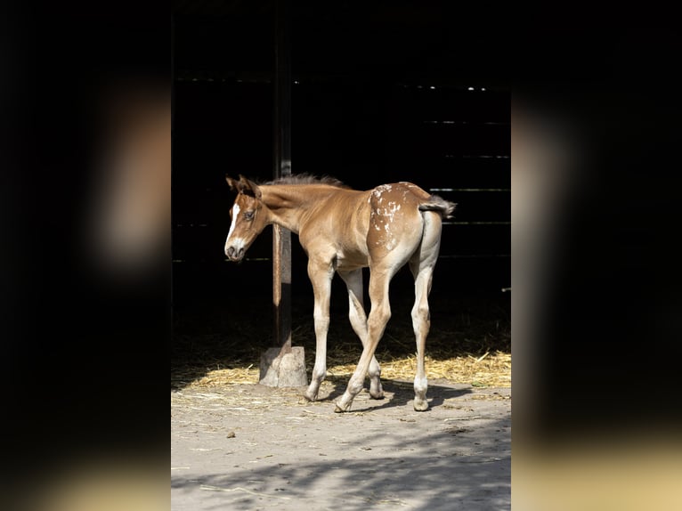 Azteca Hengst Veulen (05/2026) 163 cm Appaloosa in Geldern