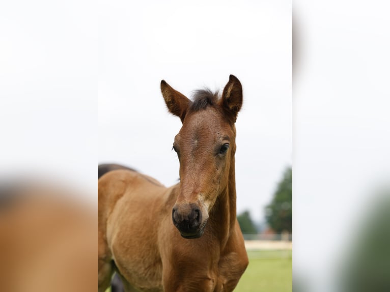 Azteca Hengst veulen (04/2024) 163 cm Bruin in Rödinghausen