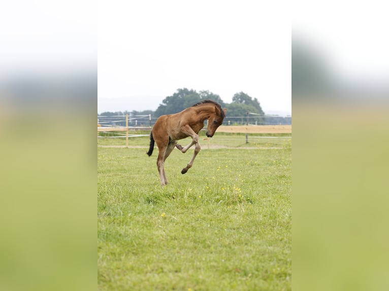 Azteca Hengst veulen (04/2024) 163 cm Bruin in Rödinghausen