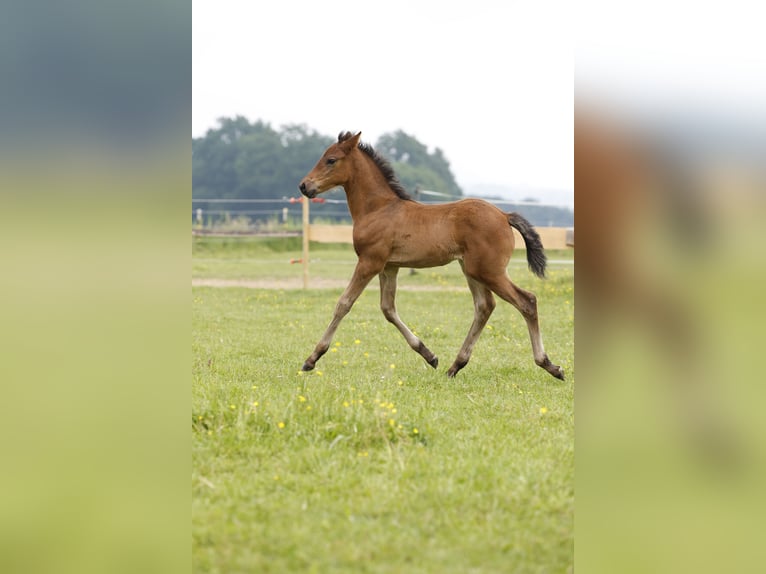 Azteca Hengst veulen (04/2024) 163 cm Bruin in Rödinghausen