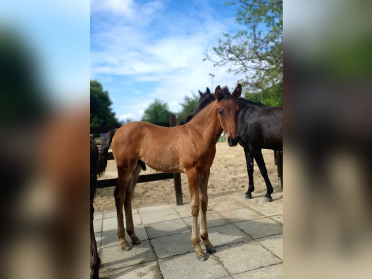 Azteca Hengst veulen (04/2024) 163 cm Bruin in Rödinghausen