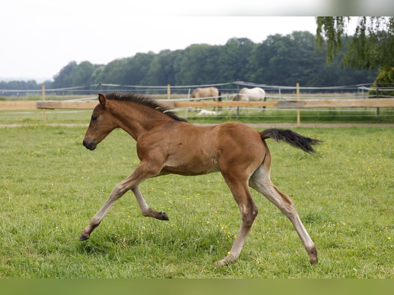 Azteca Hengst veulen (04/2024) 163 cm Bruin in Rödinghausen