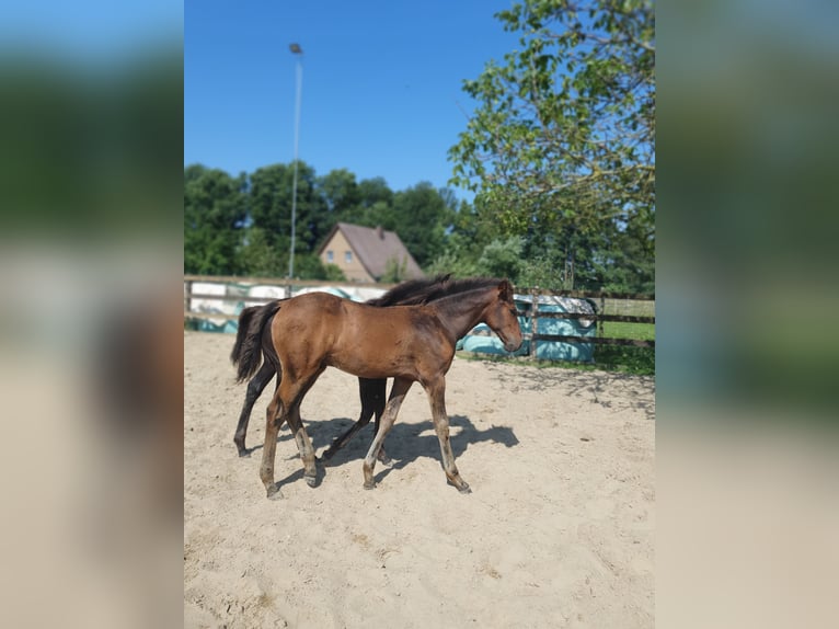 Azteca Hengst veulen (04/2024) 163 cm Bruin in Rödinghausen