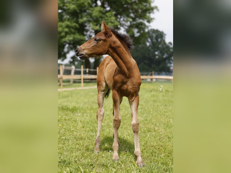 Azteca Hengst veulen (04/2024) 163 cm Bruin in Rödinghausen