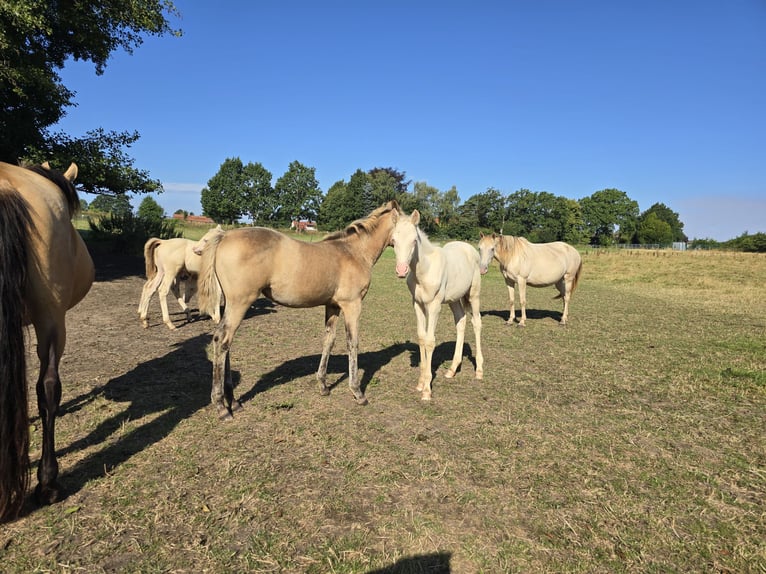 Azteca Hengst Veulen (05/2026) 165 cm Pearl in Rödinghausen