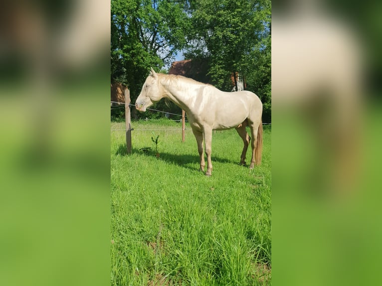 Azteca Hengst Veulen (05/2026) 165 cm Pearl in Rödinghausen