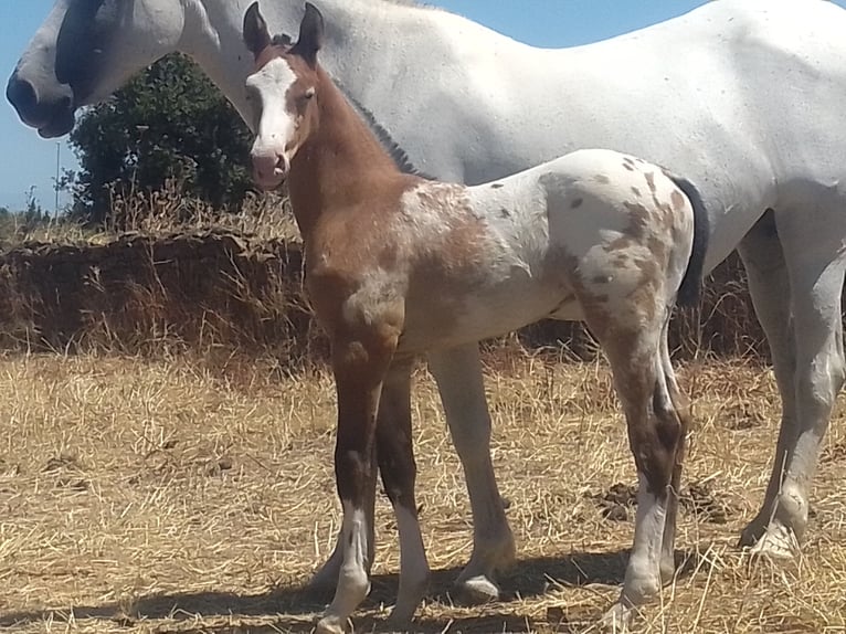 Azteca Hengst veulen (06/2024) Appaloosa in Caceres