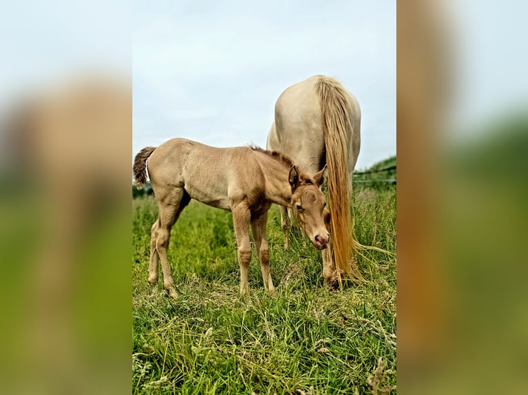 Azteca Hengst Veulen (05/2026) Pearl in Rödinghausen