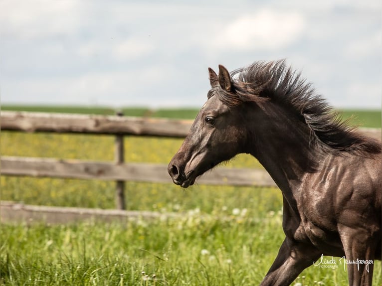 Azteca Hingst 1 år 132 cm Black in Feuchtwangen