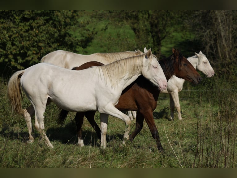 Azteca Hingst 1 år 165 cm Perlino in Rödinghausen