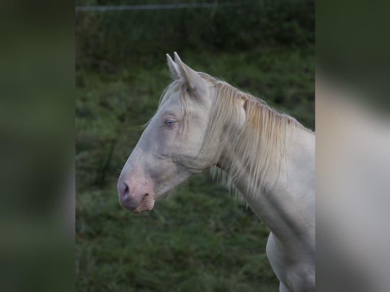 Azteca Hingst 1 år 165 cm Perlino in Rödinghausen