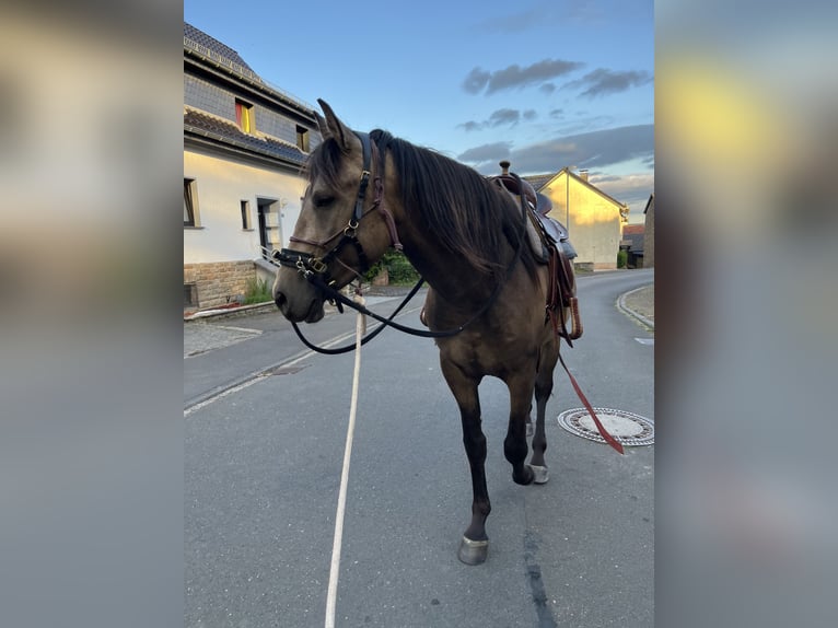 Azteca Hingst 3 år 160 cm Gulbrun in Blankenheim