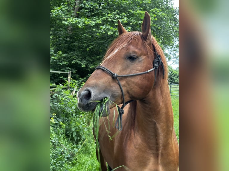 Azteca Blandning Hingst 6 år 155 cm fux in Vohenstrauß