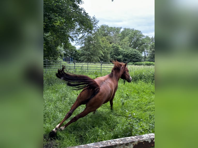 Azteca Blandning Hingst 6 år 155 cm fux in Vohenstrauß